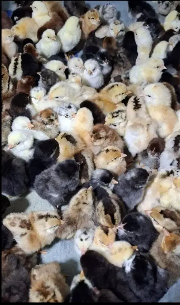 جوجه جهادی یک روزه|حیوانات مزرعه|تربتحیدریه, میدان مرکزی|دیوار