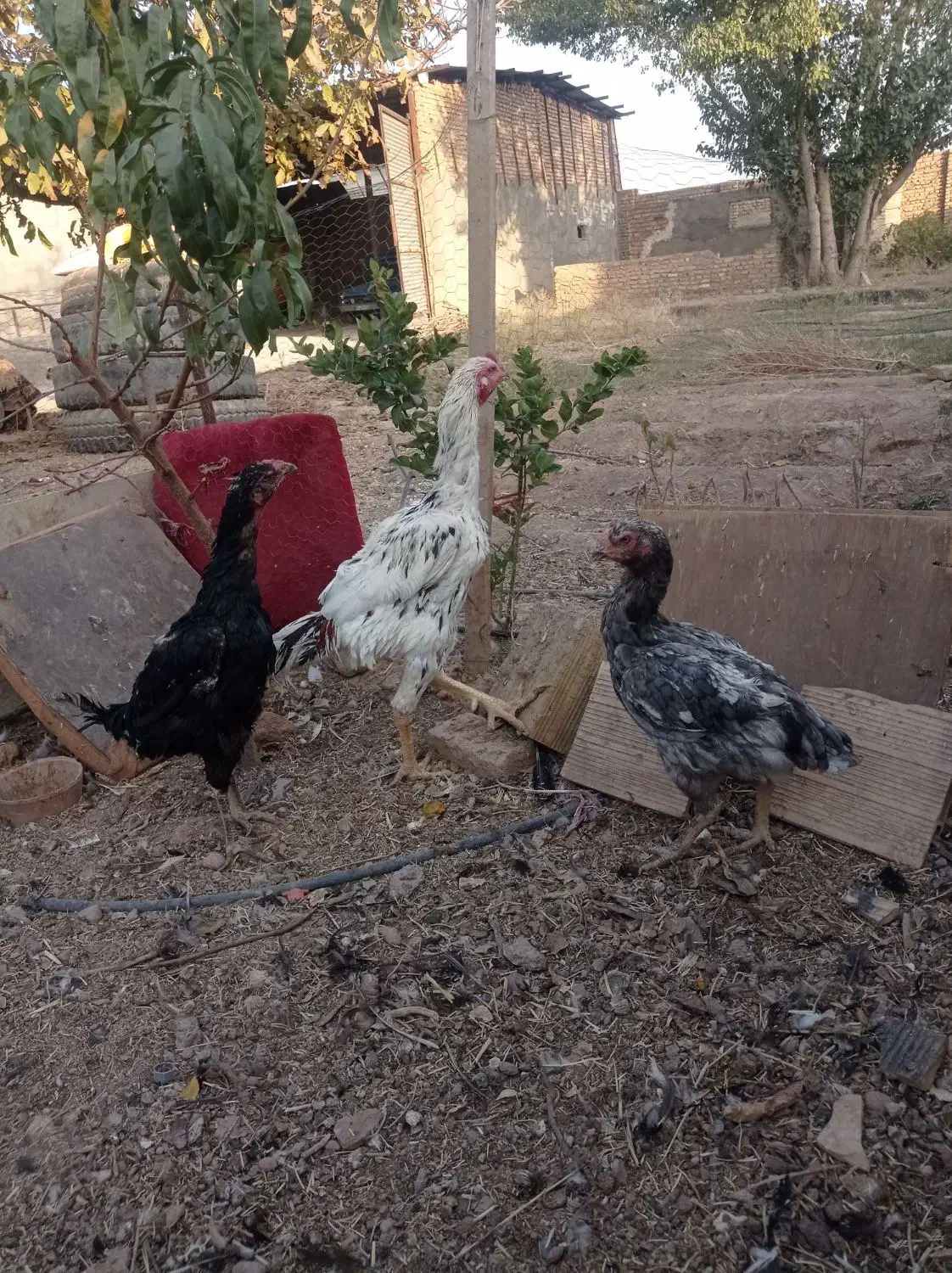 جوجه لاری و مرغ خروس مولد اصل|حیوانات مزرعه|نیشابور, دربقاضی|دیوار