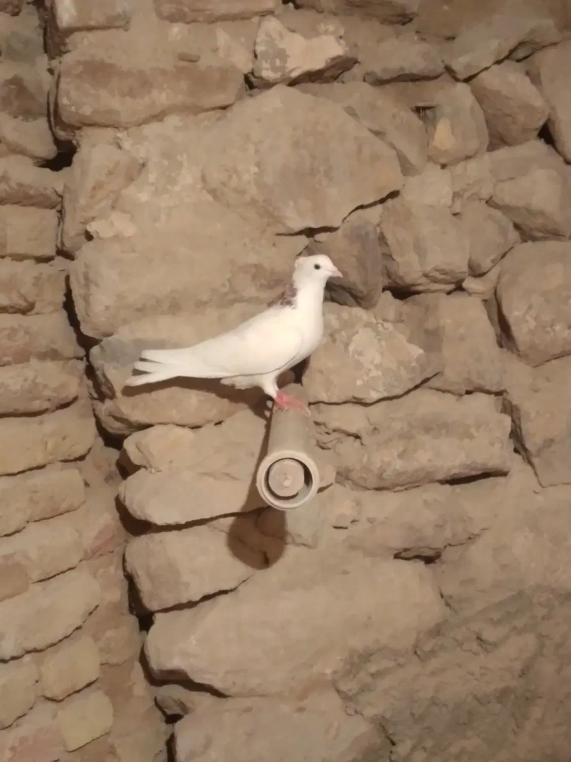 گمشده|پرنده|دلبران, |دیوار