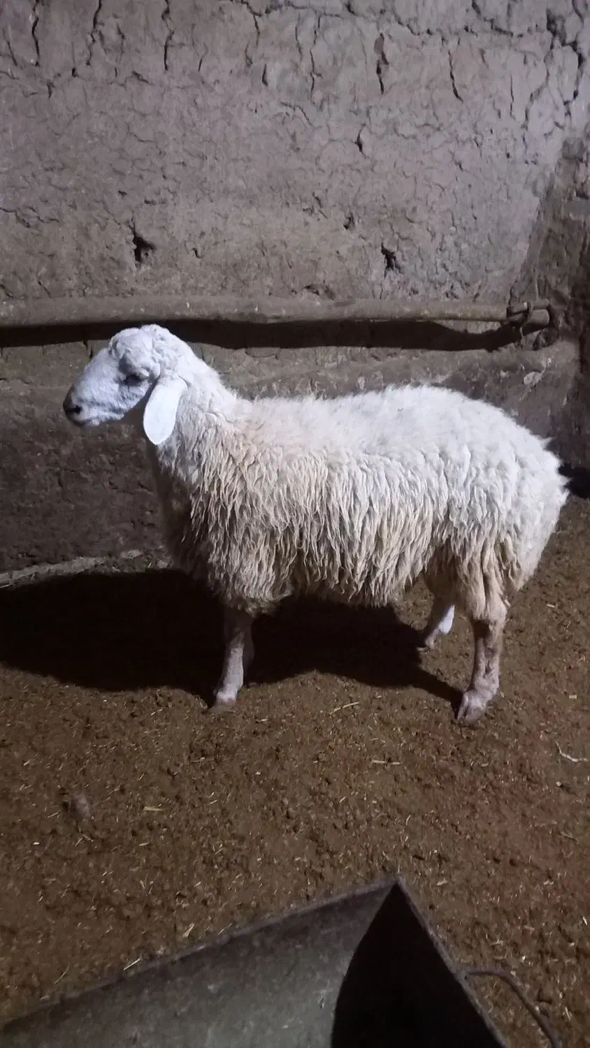 بره نر اندام درست واسه قوچ|حیوانات مزرعه|شیروان (خراسان), |دیوار