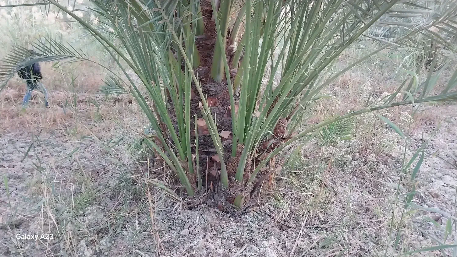 فروش پاجوش نخل برحی اصل به شرط|حراج|کارون, |دیوار