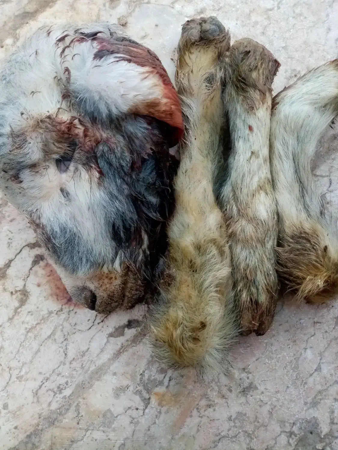 کله بره کوچک|حیوانات مزرعه|قم, سراجه (۱۵ خرداد)|دیوار