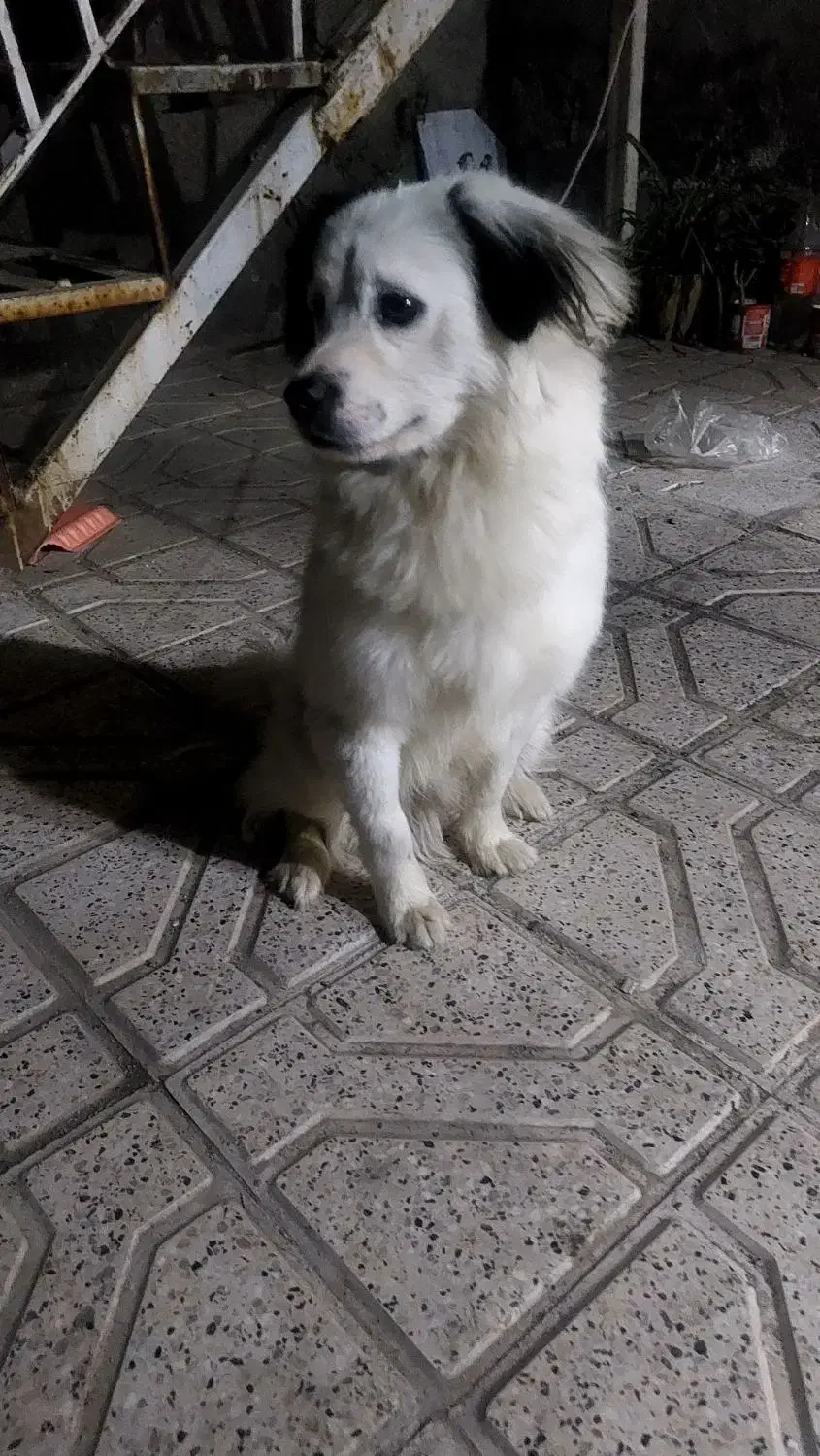 سگ نر پا کوتاه وتربیت شده|سگ|مشهد, انصار|دیوار