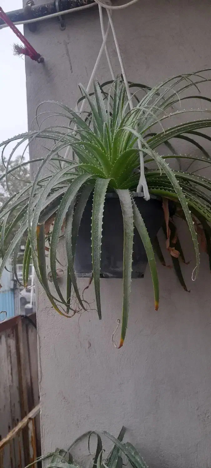 گل آگاوآناناسی|گل و گیاه طبیعی|ساری, |دیوار