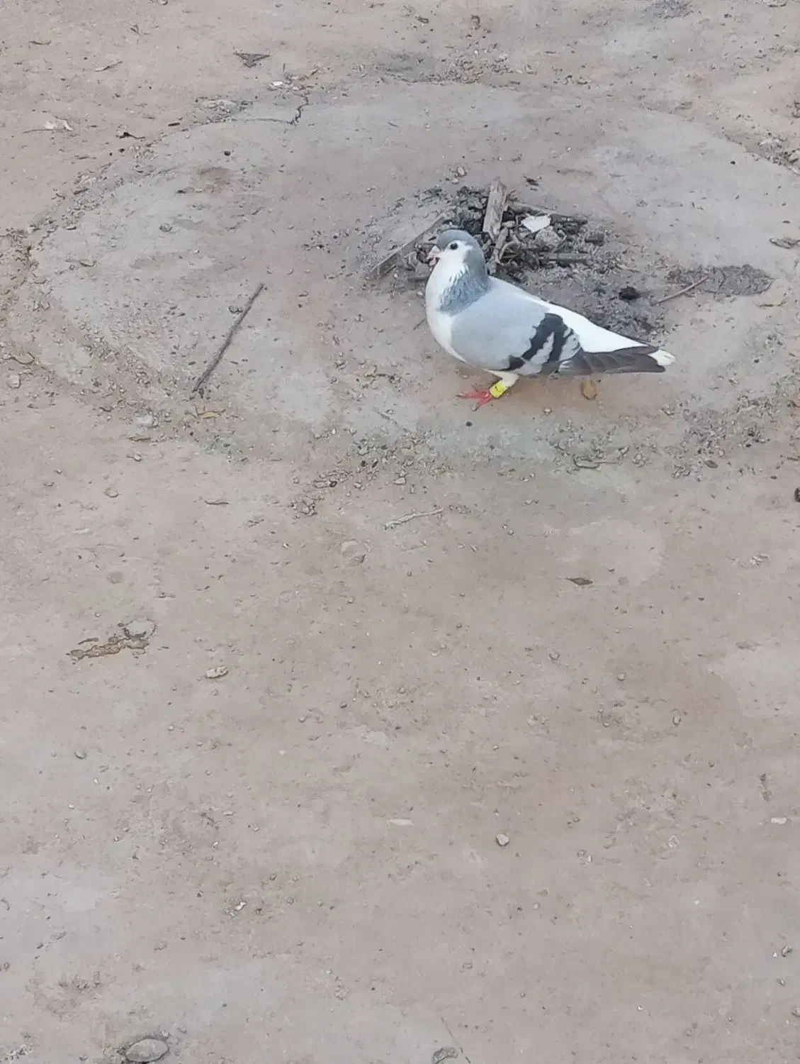 یک جفت ساده سبز با جوجه چب|پرنده|گنبد کاووس, |دیوار