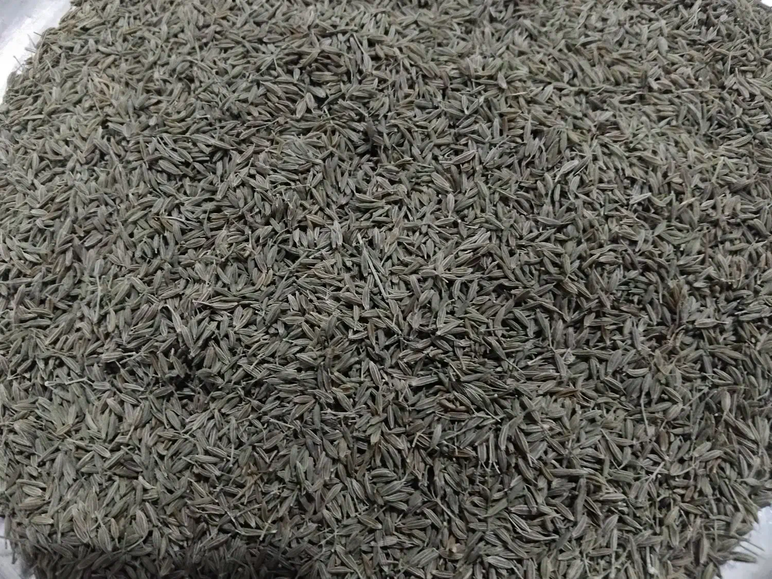 زیره سبز|خوردنی و آشامیدنی|شیراز, کفترک|دیوار