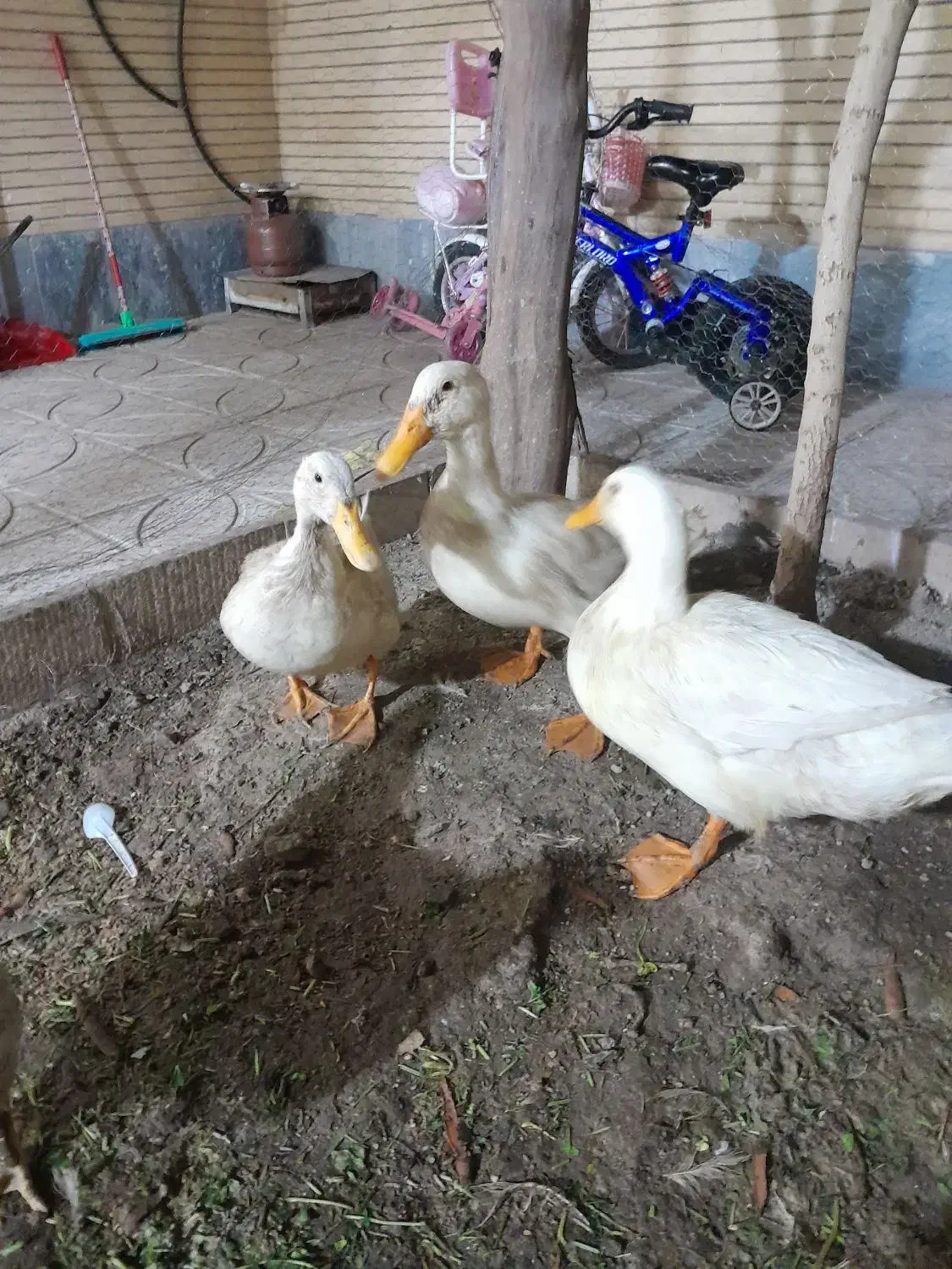 ۳ عدد اردک|حیوانات مزرعه|شاهین‌شهر, شهرک گلدیس|دیوار