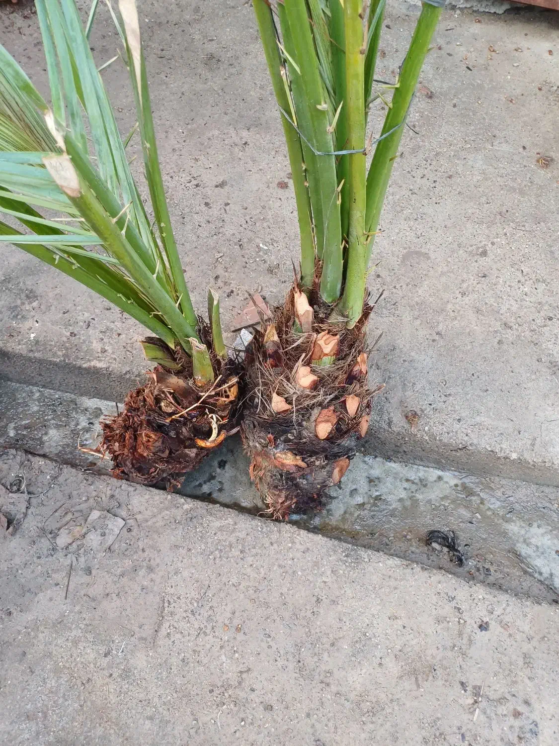 پاجوش|خدمات باغبانی و درختکاری|شادگان, |دیوار