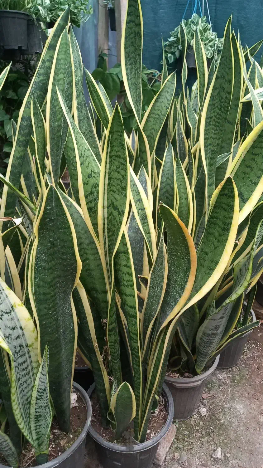 فروش گلهای آپارتمانی|گل و گیاه طبیعی|شلمان, |دیوار