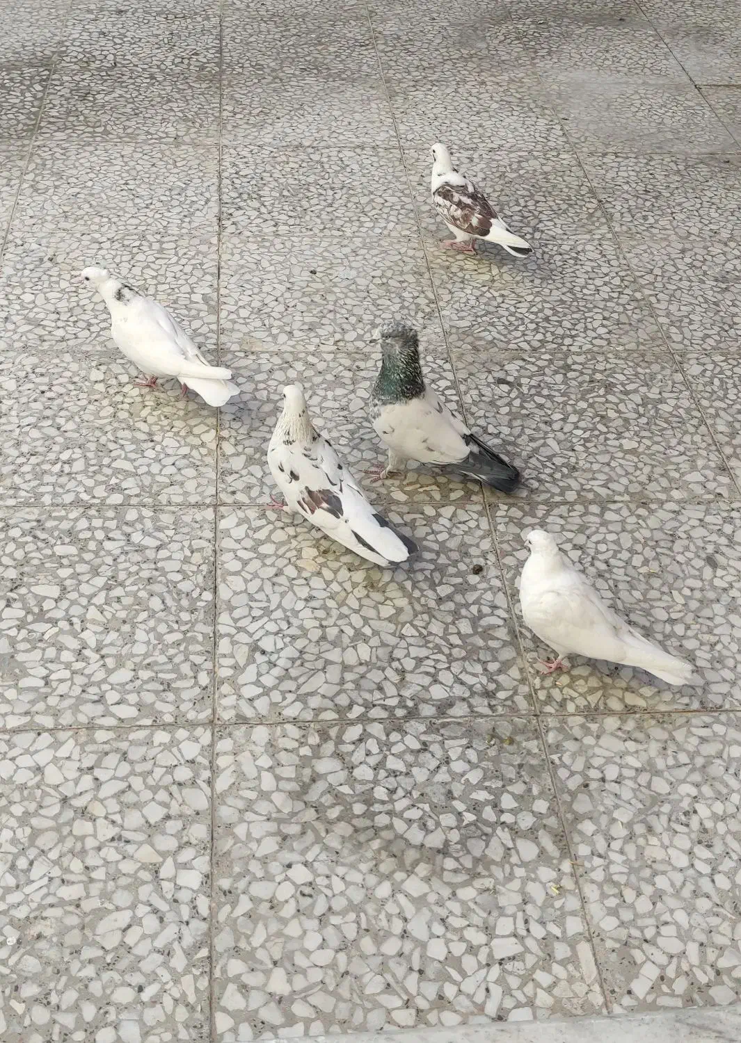 کبوتر|پرنده|مبارکه, |دیوار