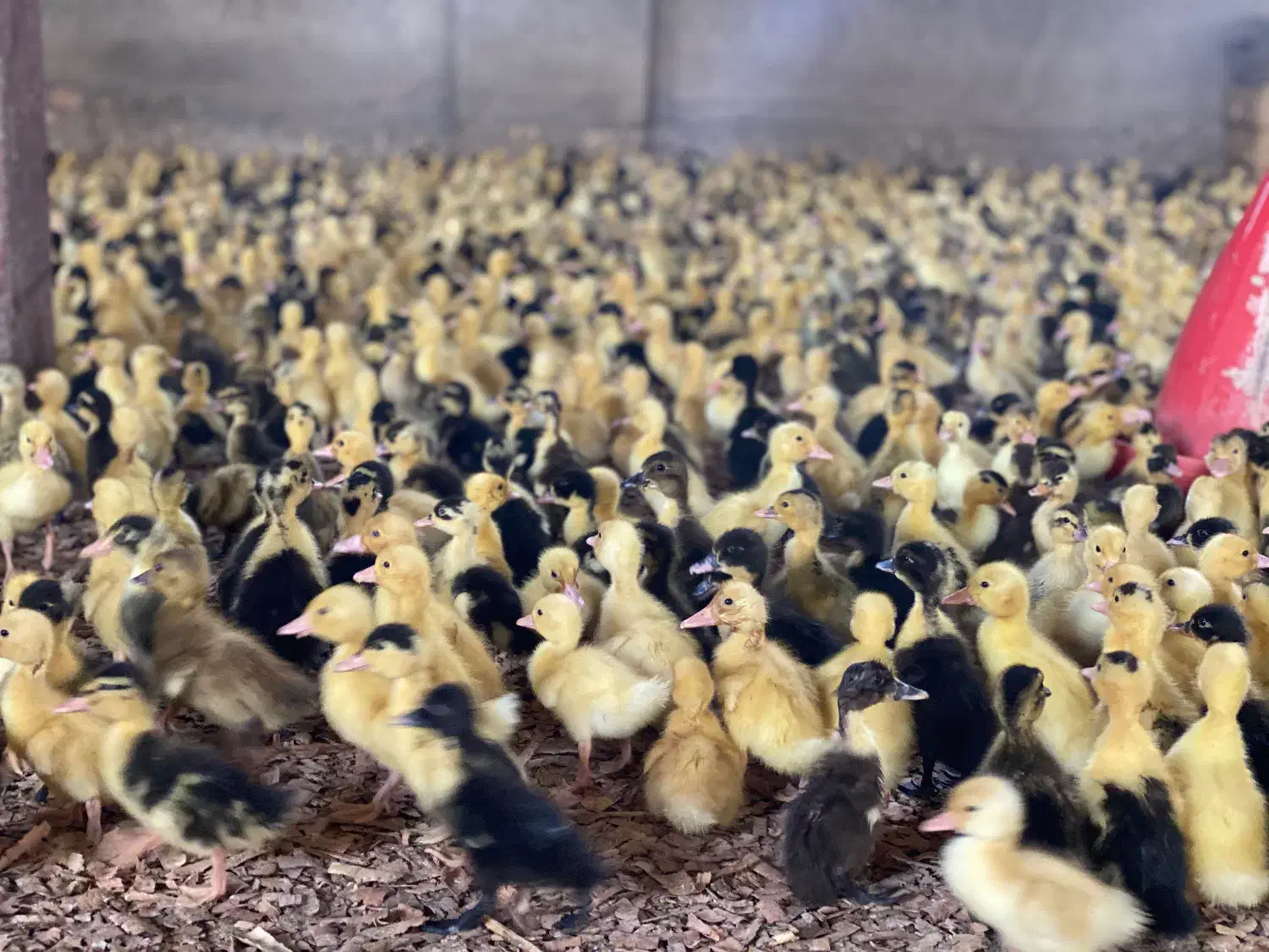 بچه اردک پکنی|حیوانات مزرعه|رشت, ترمینال|دیوار