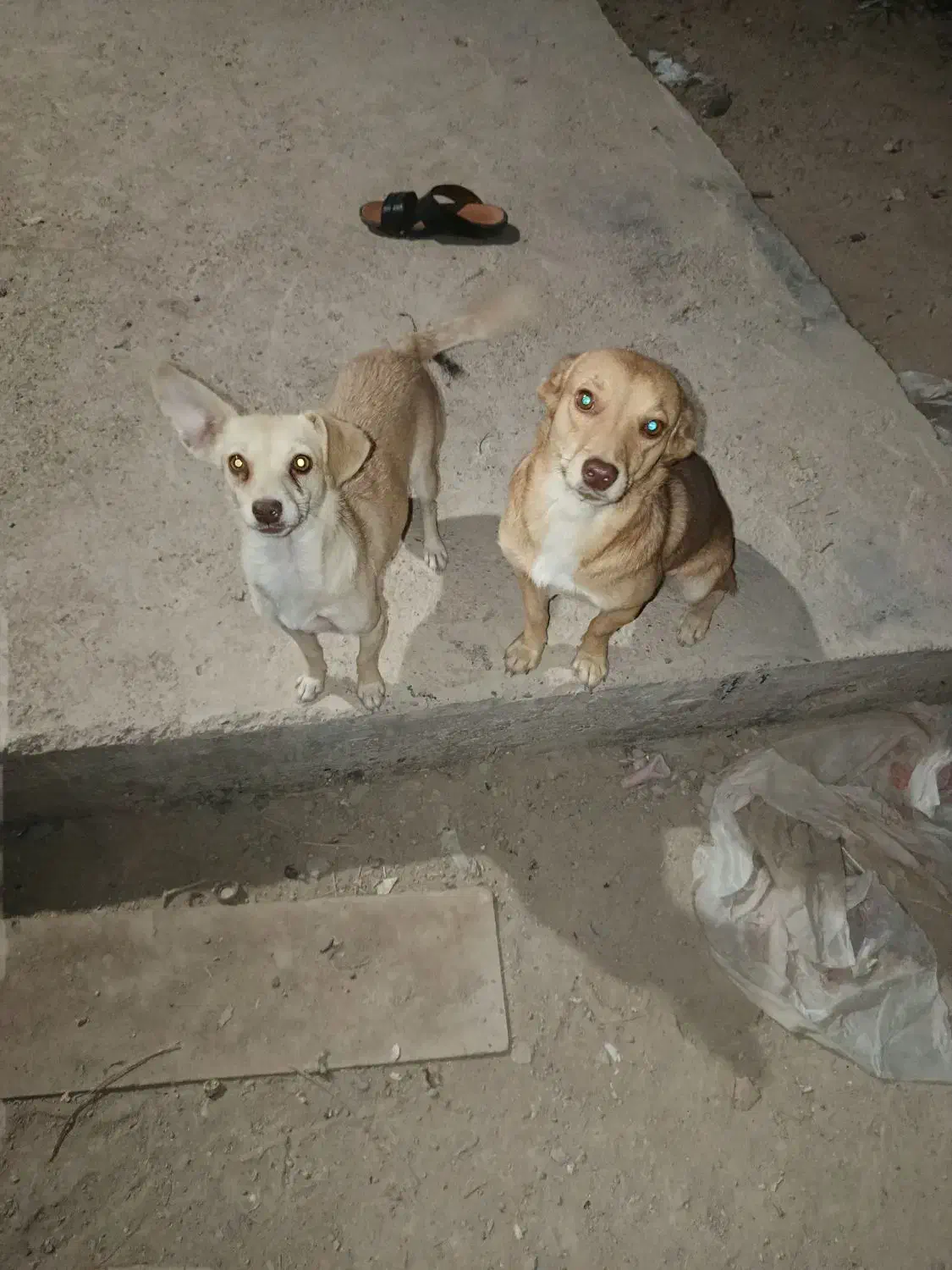 سگ پاکوتاه|سگ|خرمشهر, |دیوار