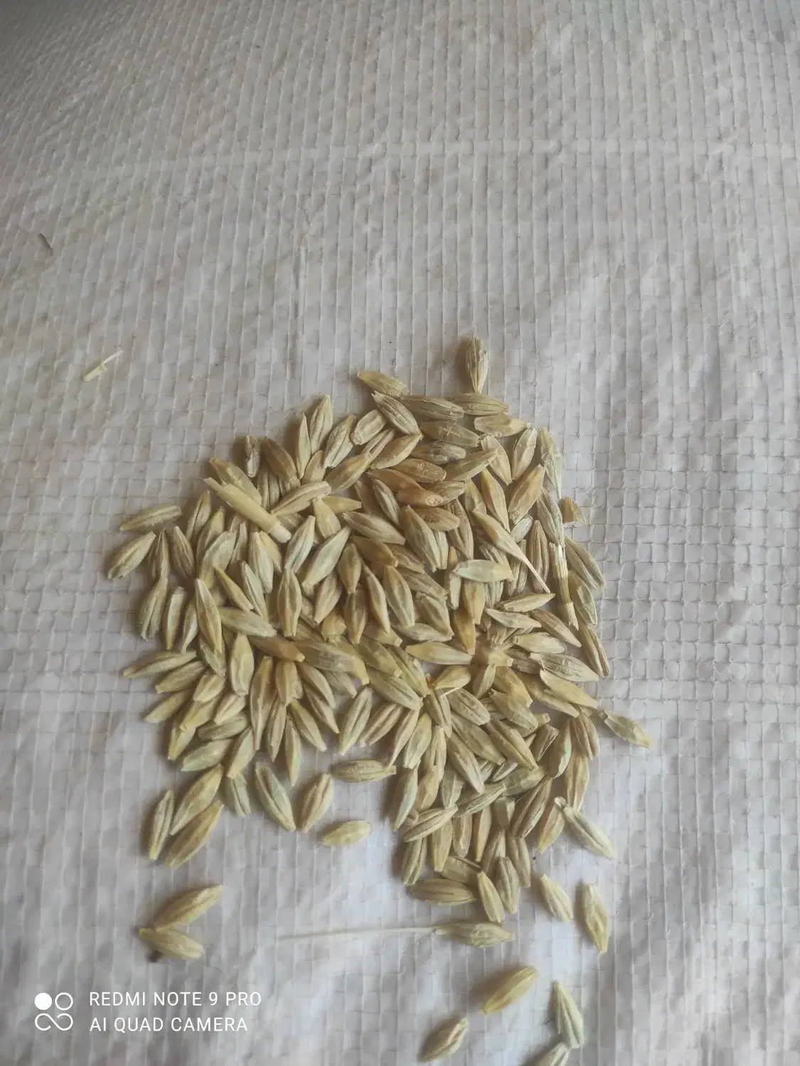 گندم وجو|خوردنی و آشامیدنی|هرسین, |دیوار
