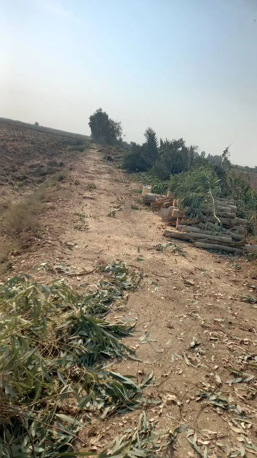 خرید درخت اکالیپتوس مورد|خدمات باغبانی و درختکاری|اهواز, پادادشهر|دیوار