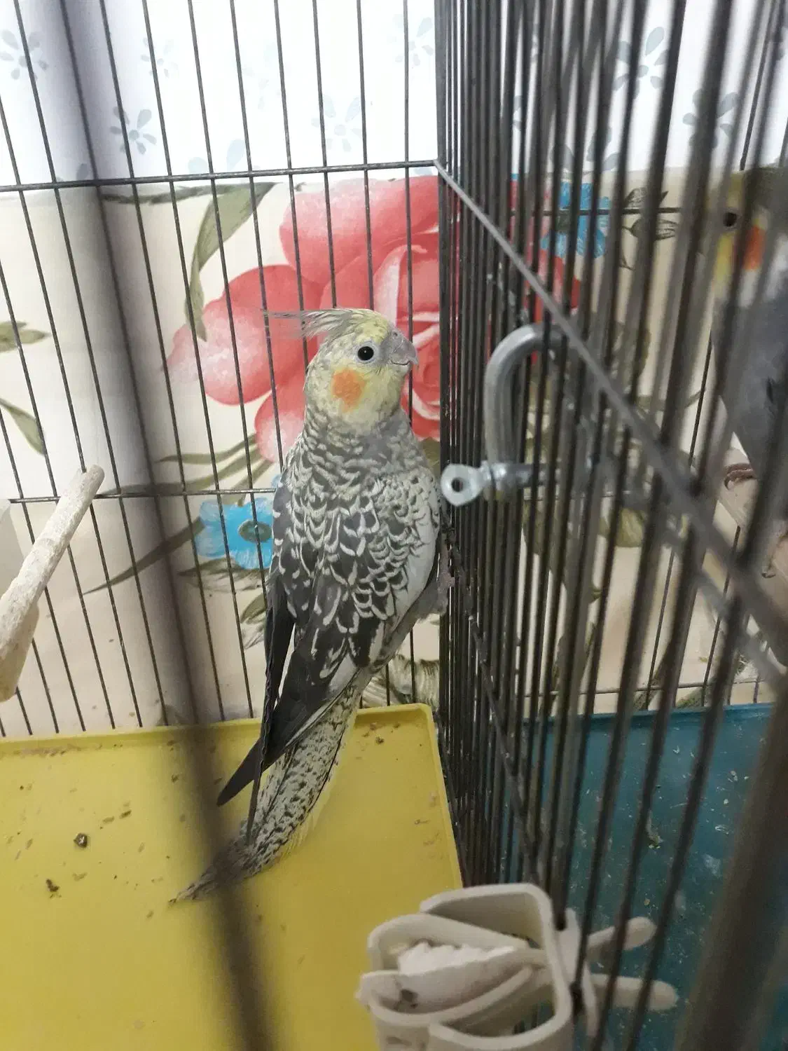 عروس هلندی ماده|پرنده|فولادشهر, مسکن مهر فولادشهر|دیوار