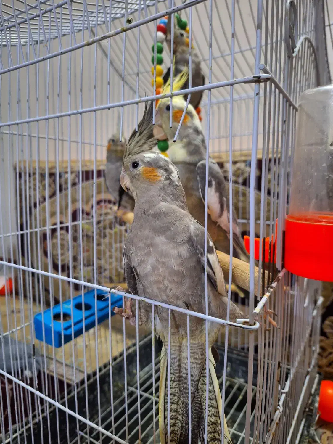 عروس هلندی|پرنده|مشهد, رضاییه|دیوار