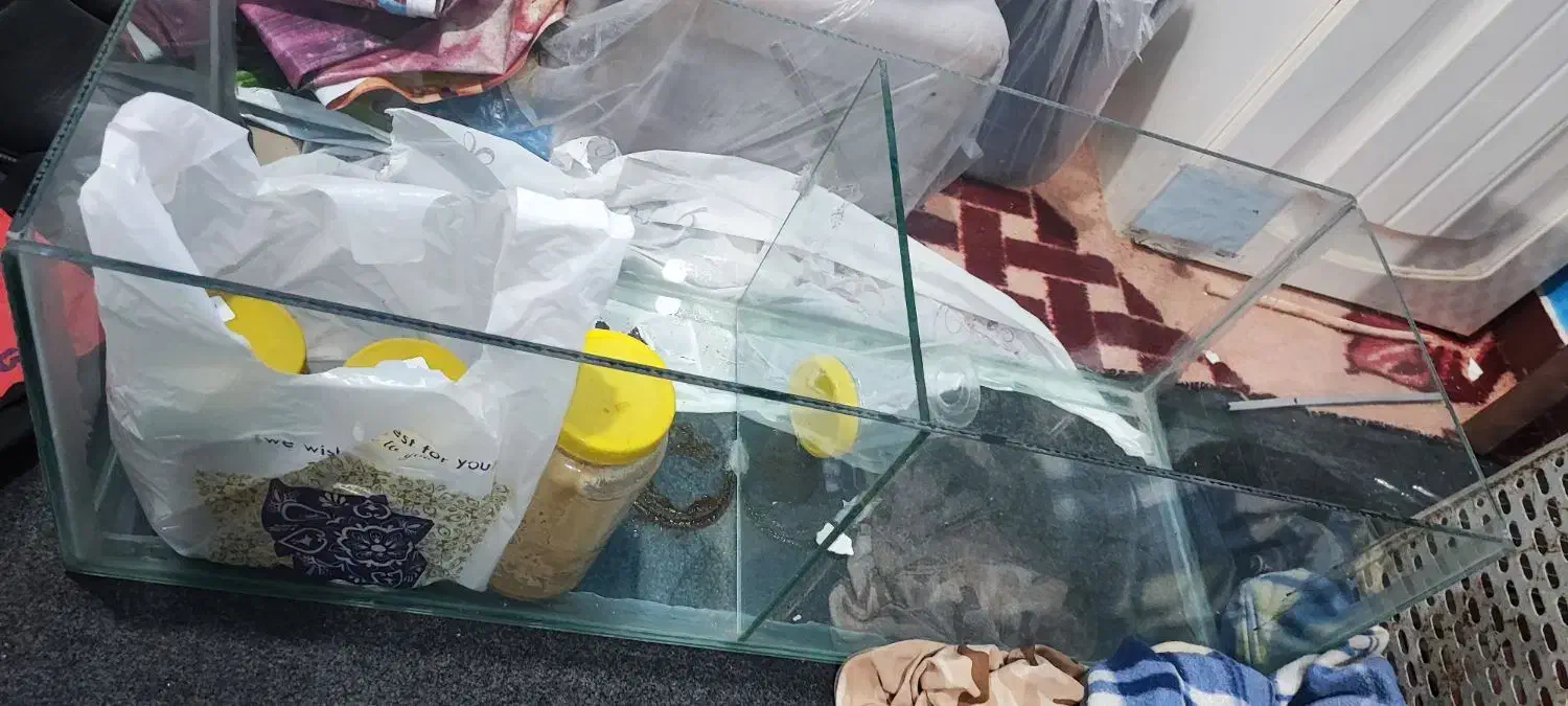 آکواریوم|ماهی|اهواز, پردیس دو|دیوار