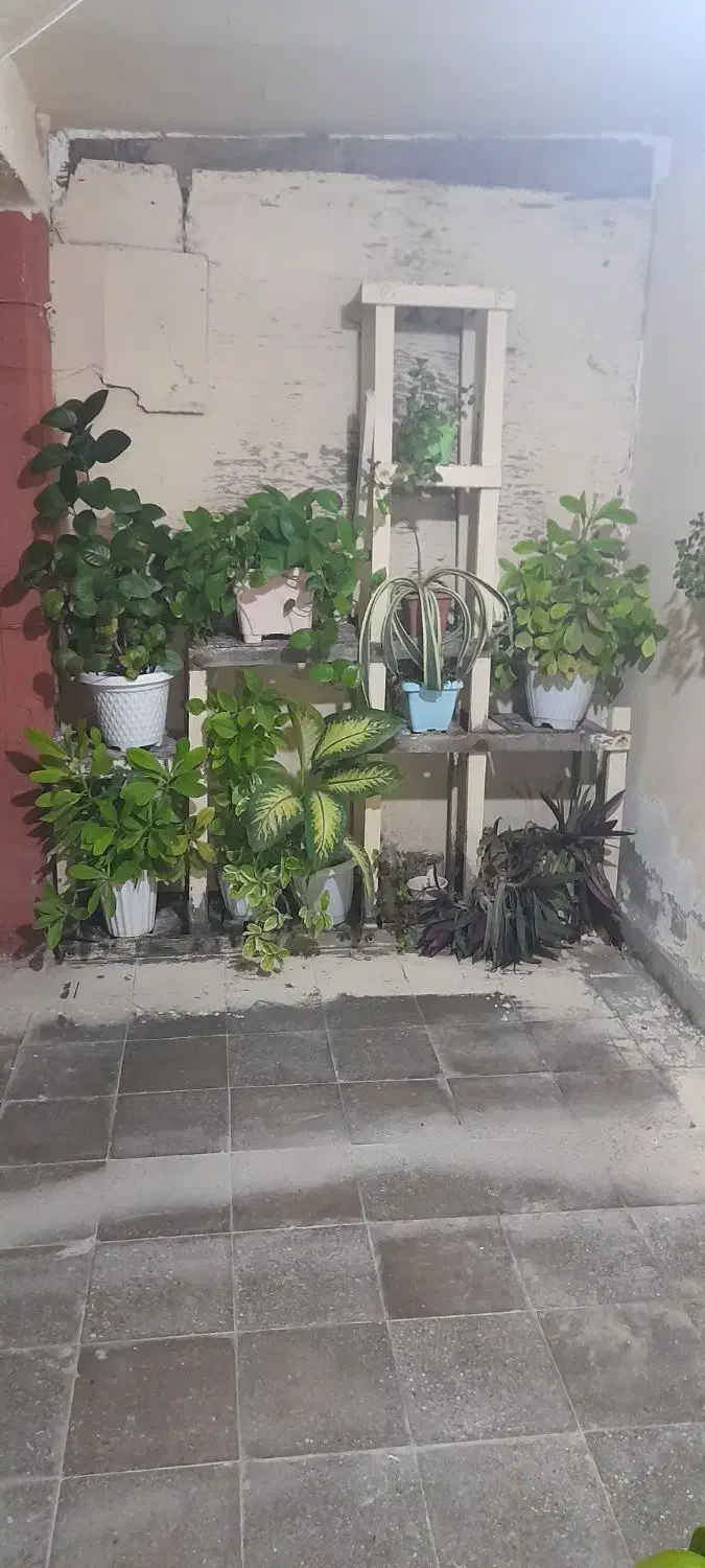 استند گل|گل و گیاه طبیعی|کنارک, |دیوار