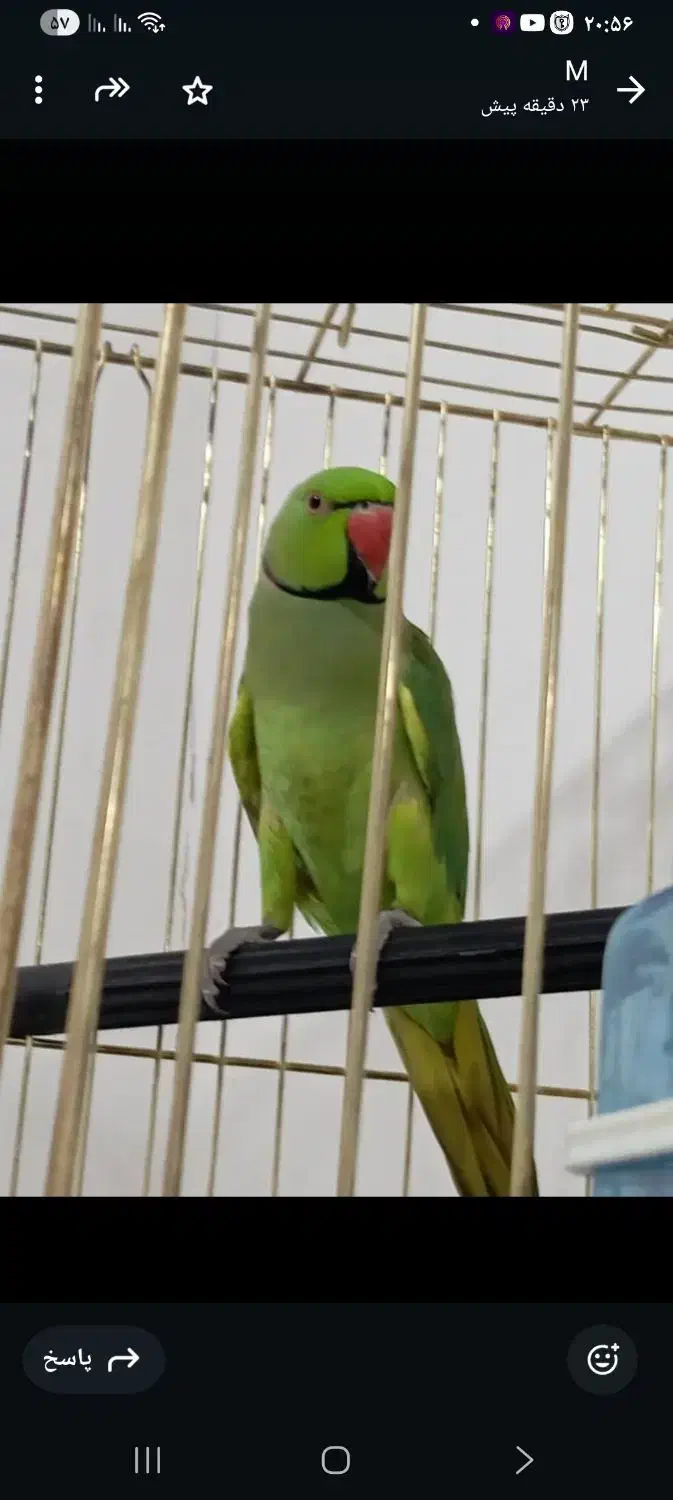 طوطی گرینچیک|پرنده|درگهان, |دیوار