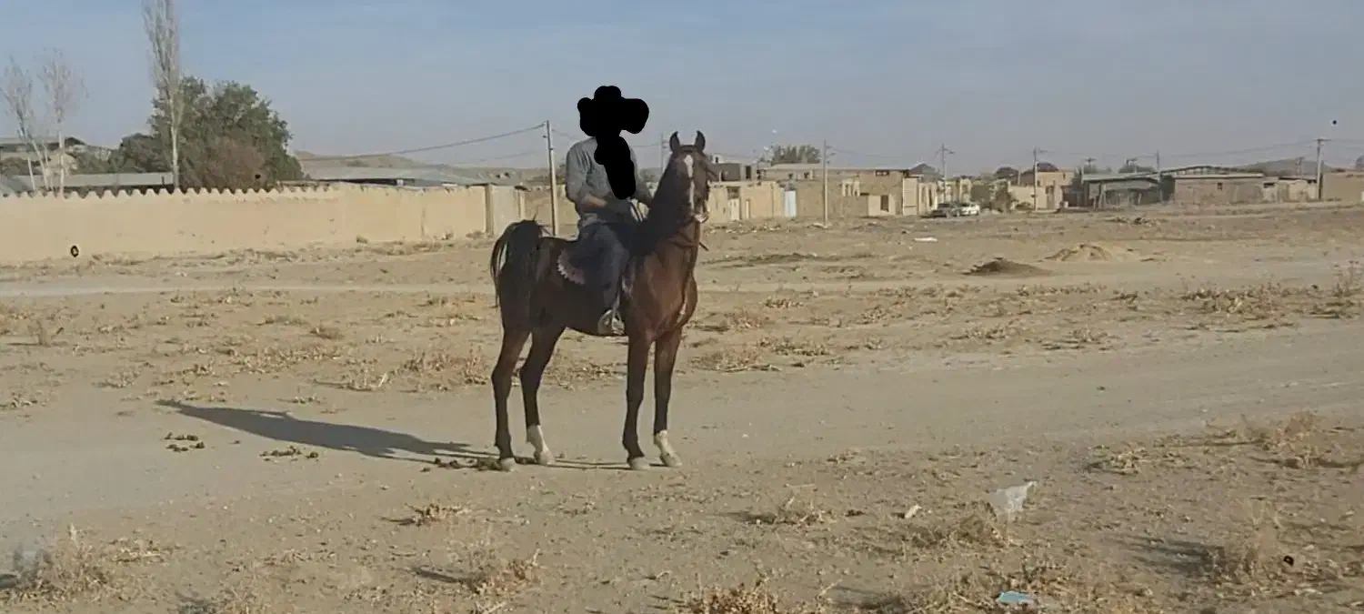 نریون پر خون نجیب|اسب و تجهیزات اسب‌سواری|اراک, |دیوار