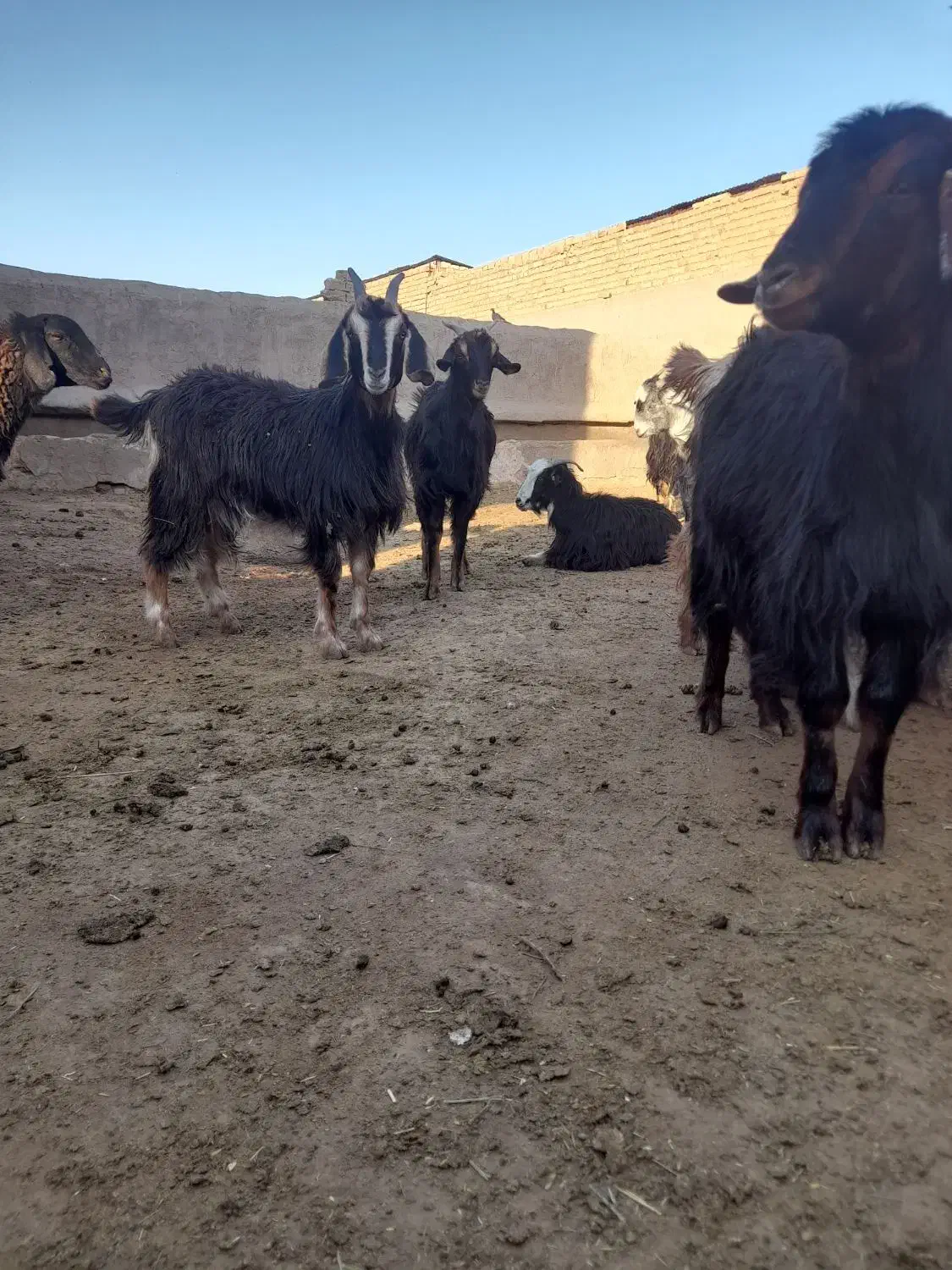 بزغاله|حیوانات مزرعه|سلفچگان, |دیوار