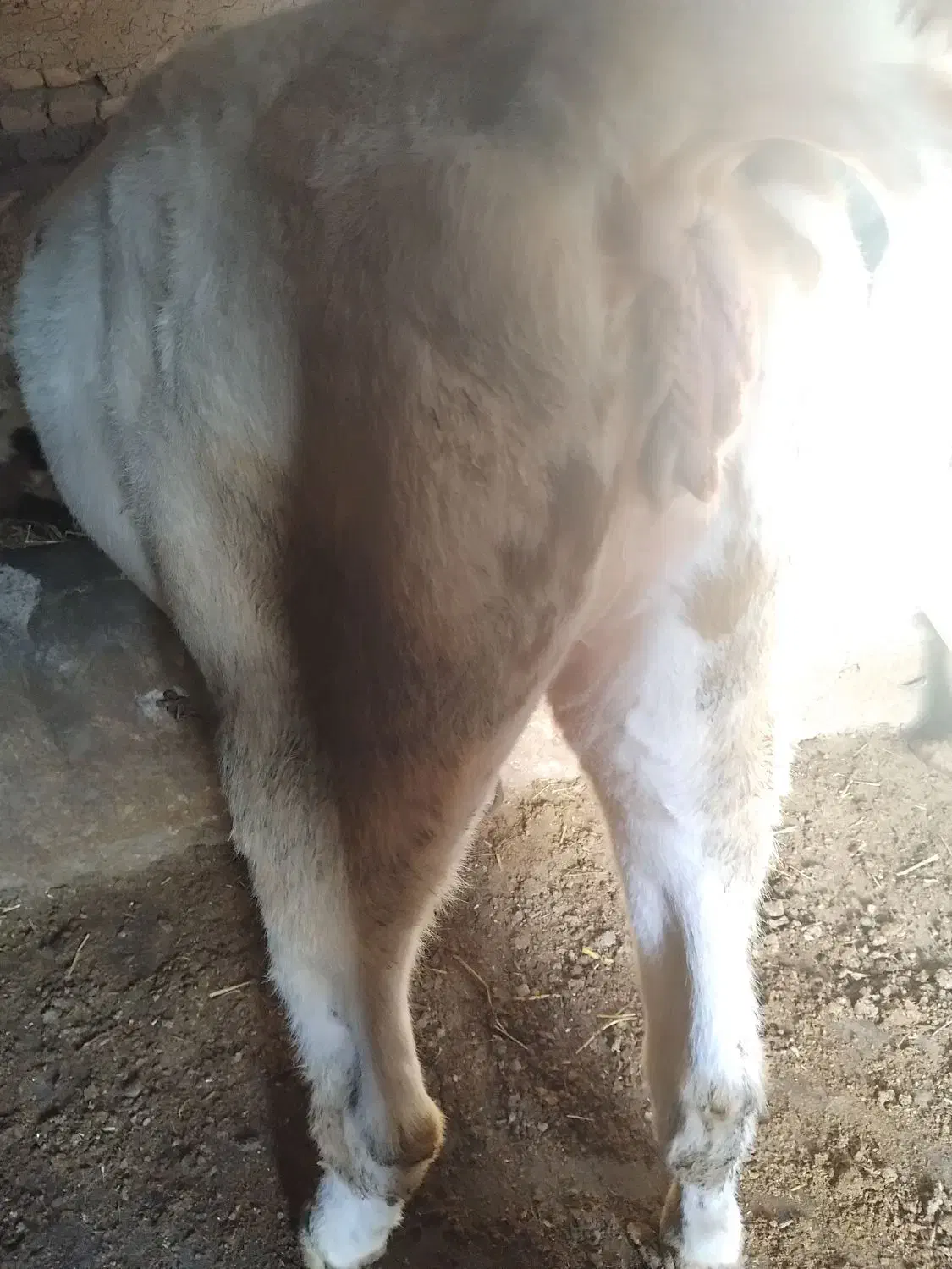 گوساله|حیوانات مزرعه|سراب, |دیوار