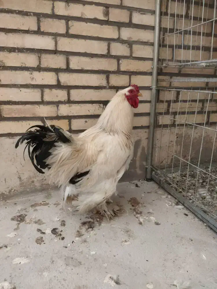 تخم مرغ نطفه دار برهما وایت اصل|حیوانات مزرعه|اردکان, |دیوار