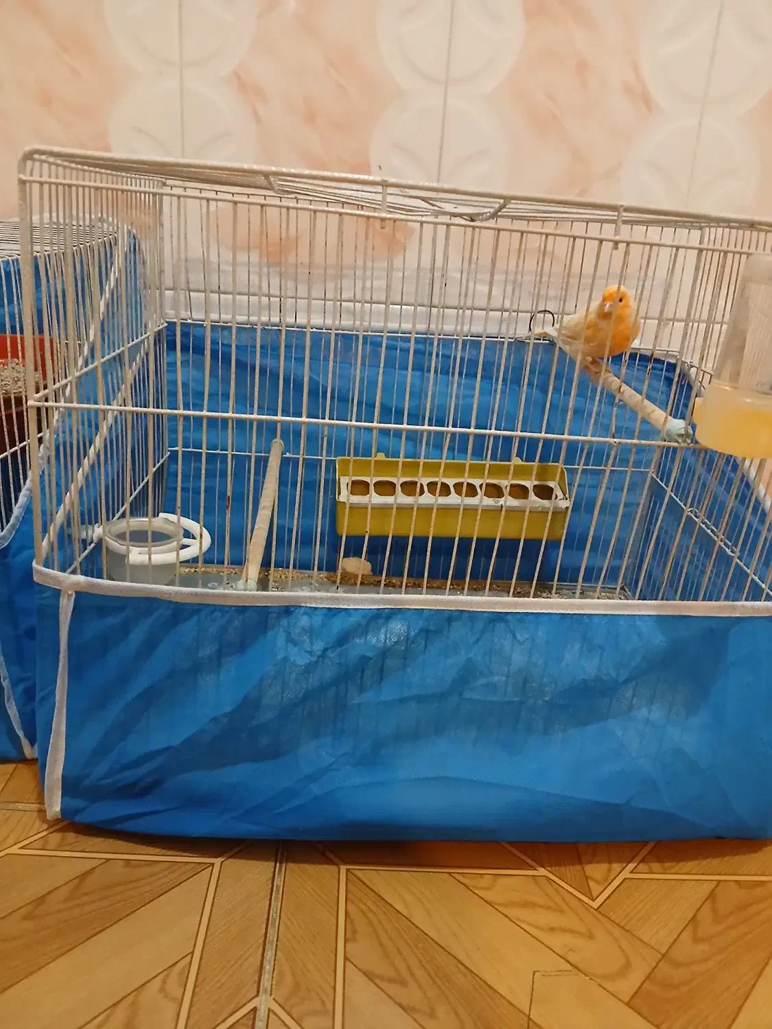 قناری نرماده|پرنده|چاروسا, |دیوار