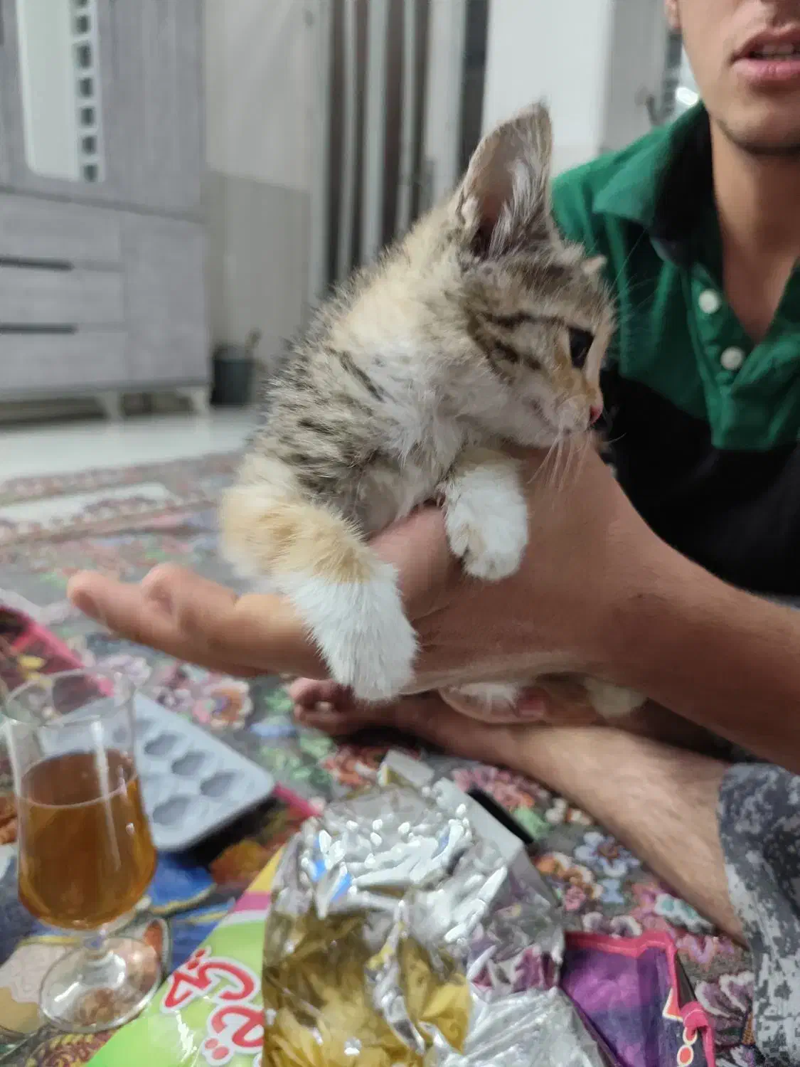 واگذاری گربه|گربه|کرمان, |دیوار