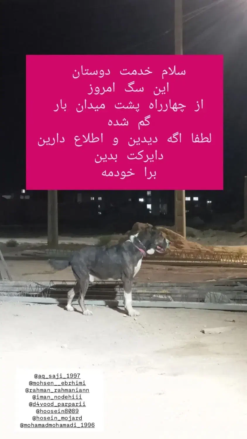 سگ گم شده|سگ|بجنورد, |دیوار