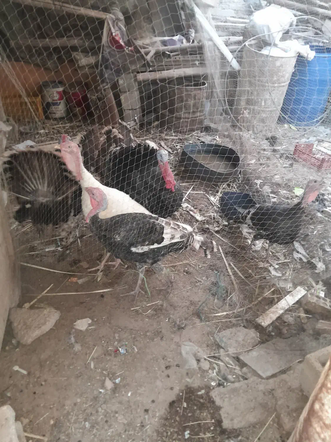 بوقلمون|حیوانات مزرعه|خرمشهر, |دیوار