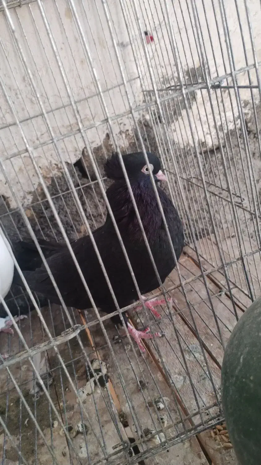 زاغ ابادانی معاوضه|پرنده|قم, کاسه گران|دیوار