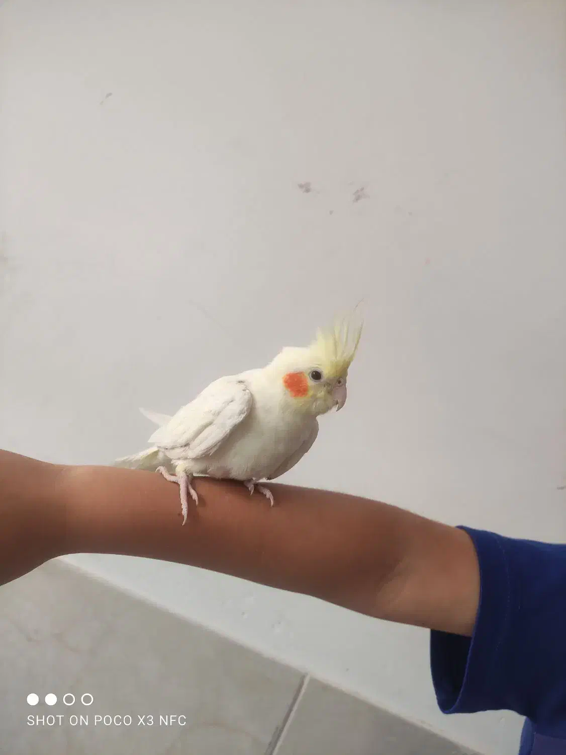 عروس هلندی لوتینو دستی پنج ماه..۷۰۰|پرنده|سبزوار, امیر کبیر|دیوار