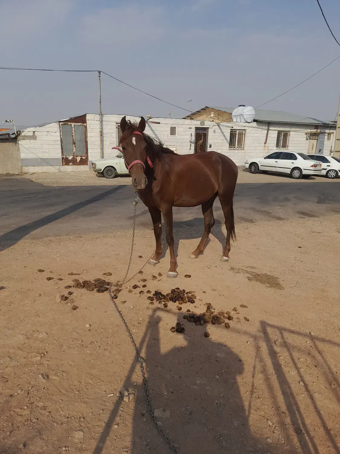 مادیان|اسب و تجهیزات اسبسواری|اراک, |دیوار