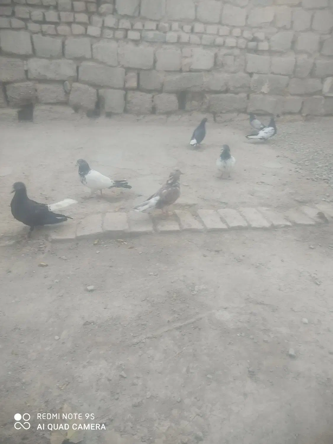 کفتر|پرنده|خاش, |دیوار