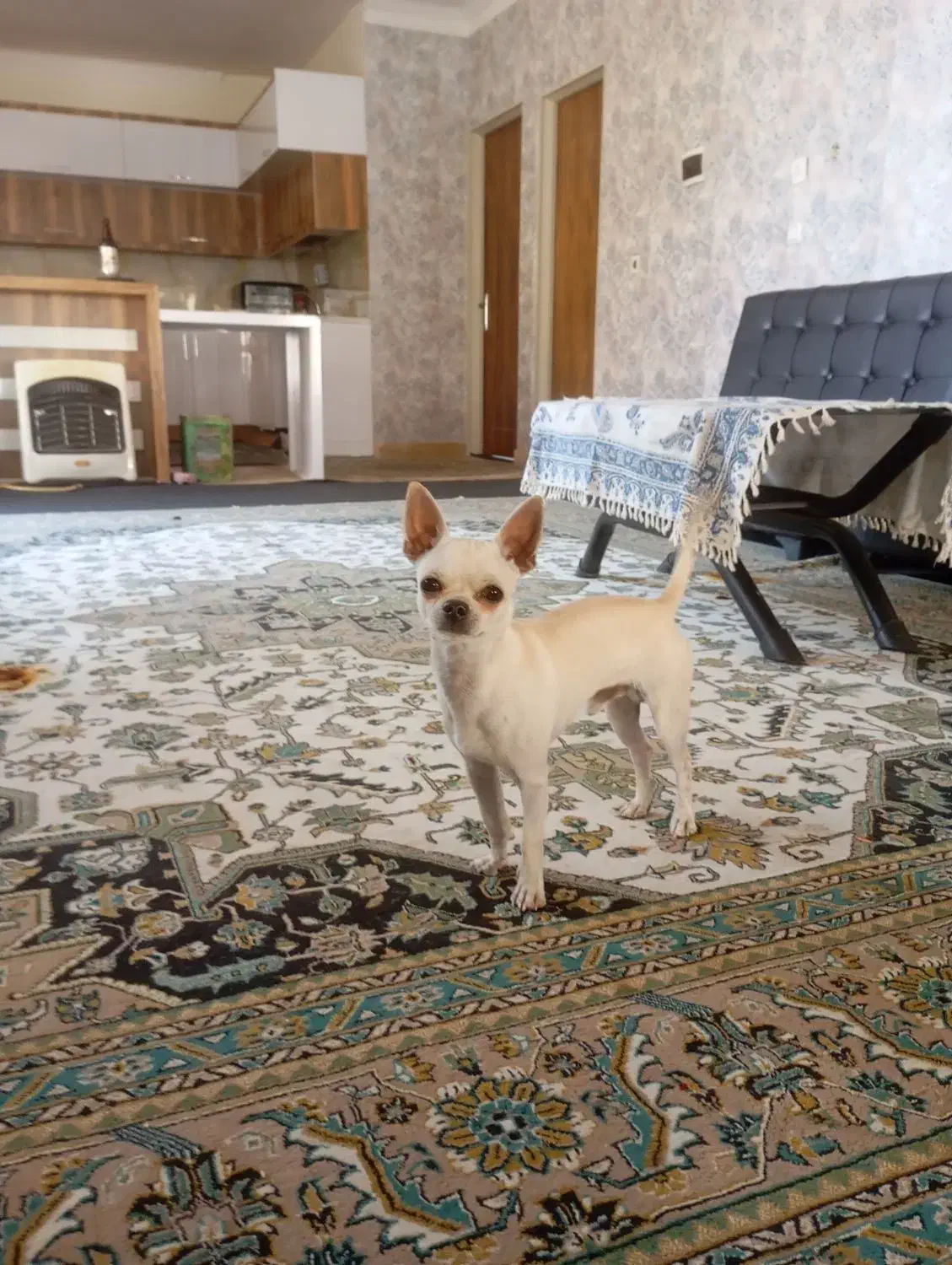 واگذاری سگ شیواوا|سگ|ماهدشت, |دیوار