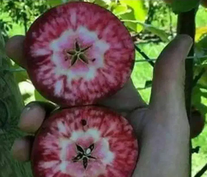 سیب تو سرخ شهر نهال|خدمات باغبانی و درختکاری|شهرکرد, |دیوار