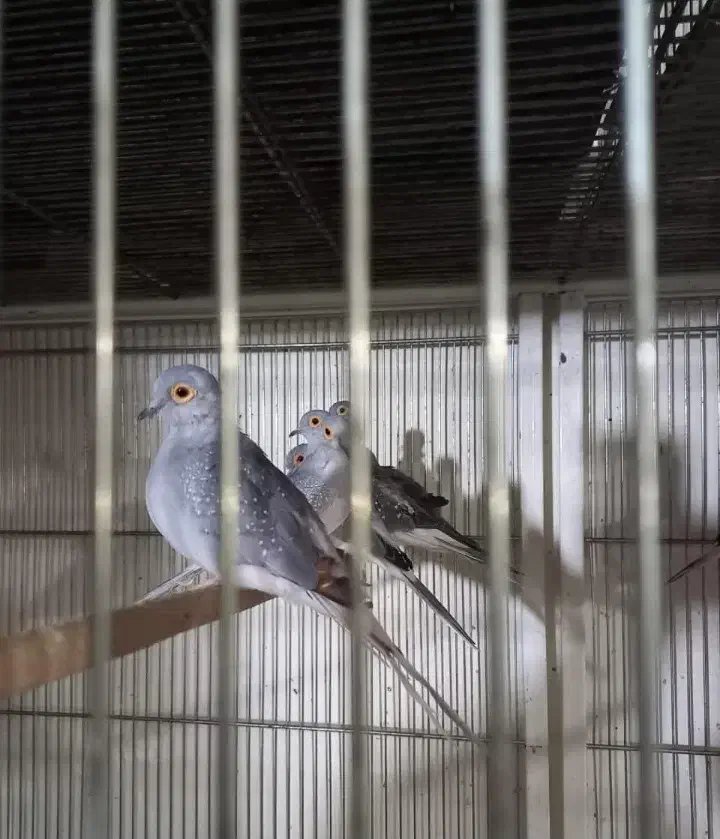 کبوتر خانگی تزئینی پرنده زینتی|پرنده|اصفهان, بهارستان|دیوار