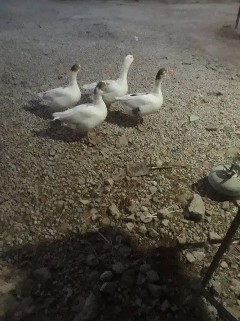 غاز|حیوانات مزرعه|باغ ملک, |دیوار