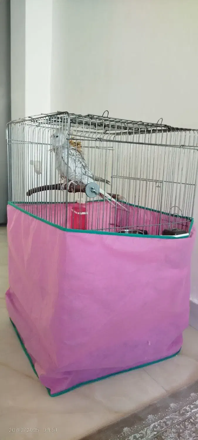 عروس هلندی ایزابلا|پرنده|رشت, انصاری|دیوار