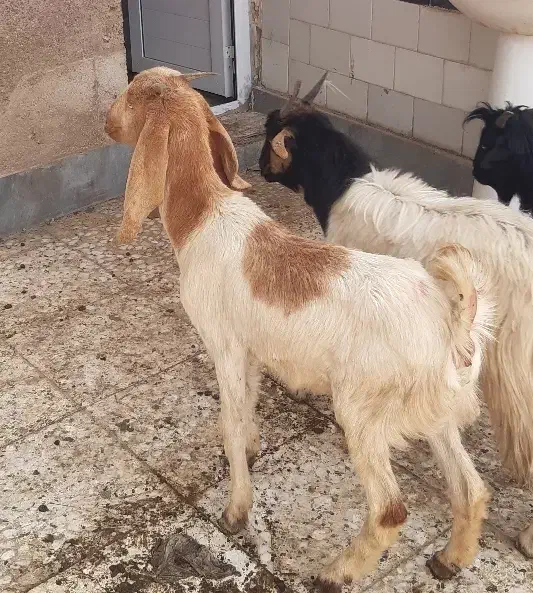 ۳عدد بز ماده|حیوانات مزرعه|اهواز, اسماعیلیه|دیوار