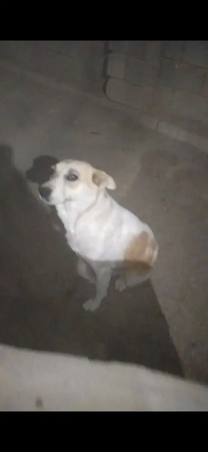 سگ مهربان خیلی قشنگ|سگ|ملکان, |دیوار