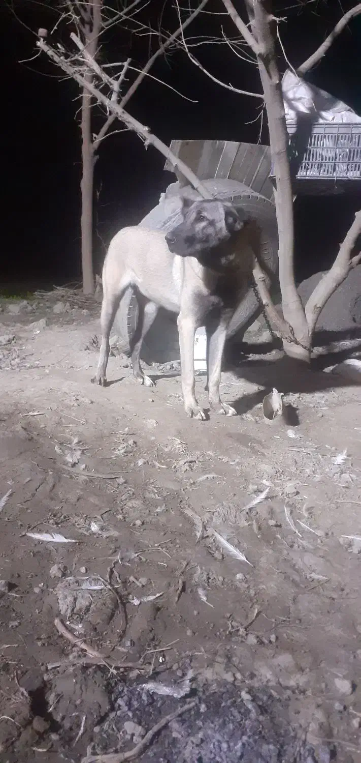 پژدر ماده|سگ|گنبد کاووس, |دیوار