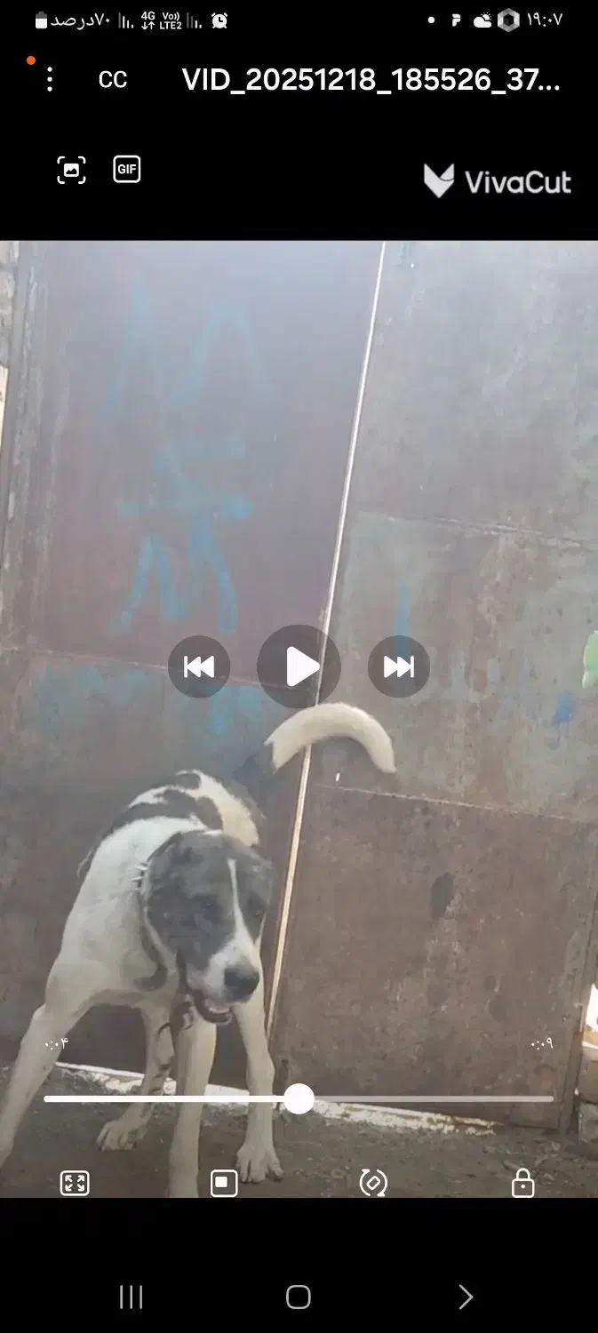 سگ گم شده هر پیدا کنه ۵ میلیون جایزه|سگ|سلیمان, |دیوار