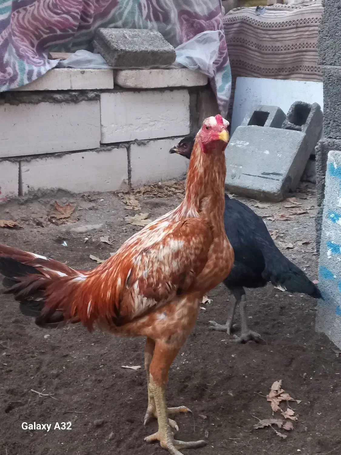 لاری|حیوانات مزرعه|پاکدشت, پاکدشت (مامازند)|دیوار