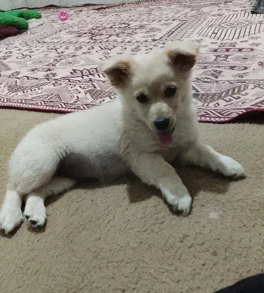 سگ پامر اشپیتز ماده|سگ|مهریز, |دیوار