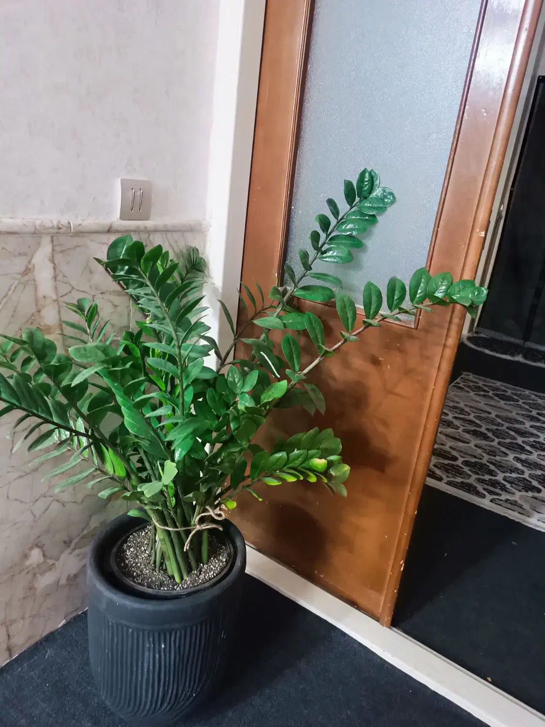 گل طبیعی، زامفولیا غول پیکر|گل و گیاه طبیعی|مشهد, عسگریه|دیوار