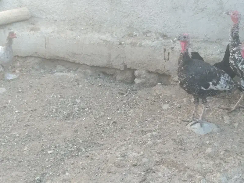 بوقلمون|حیوانات مزرعه|جویم, |دیوار