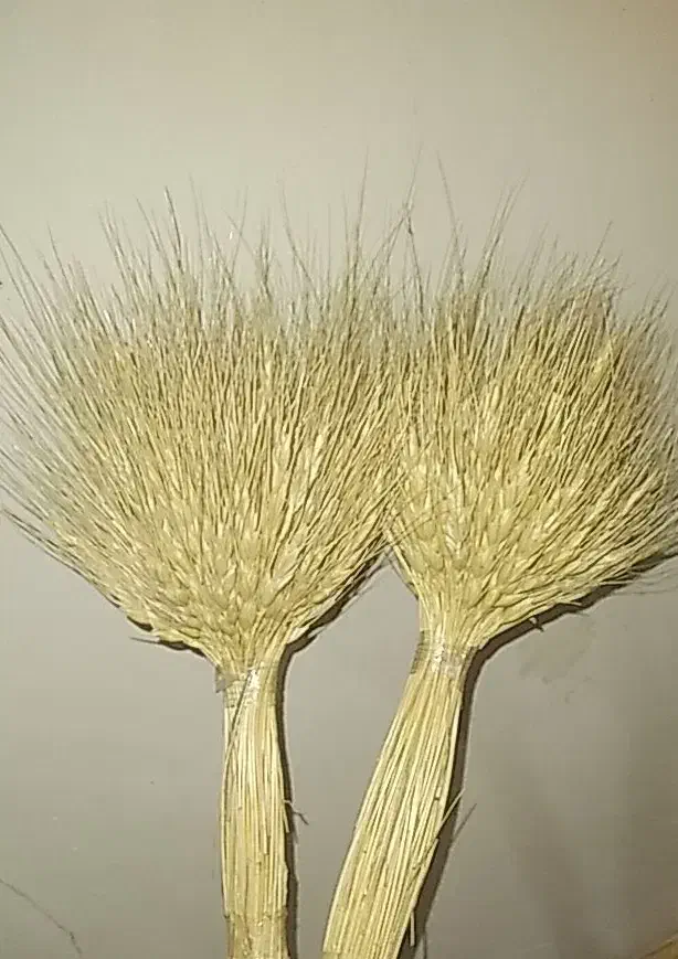 دسته گندم|گل و گیاه طبیعی|تهران, گلاب دره|دیوار