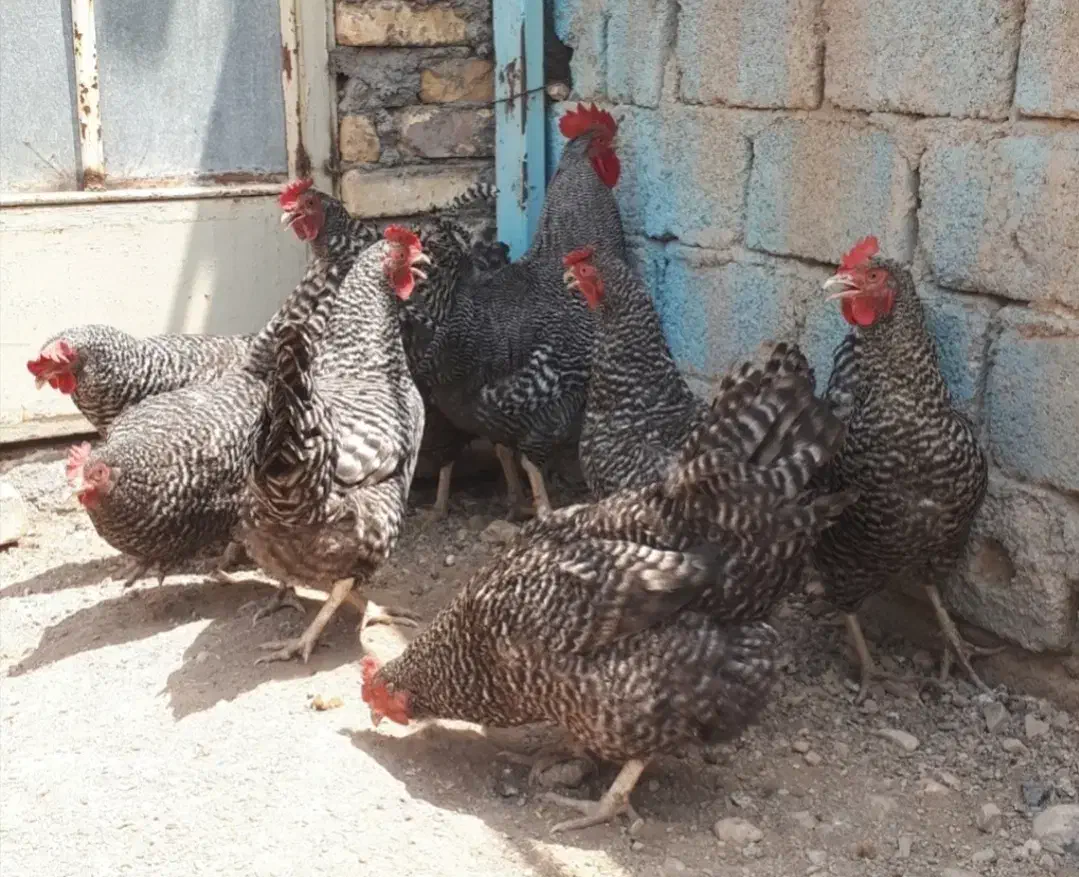 تخم نطفه دار نژاد پلیموت راک آمریکایی|حیوانات مزرعه|لنجان, |دیوار